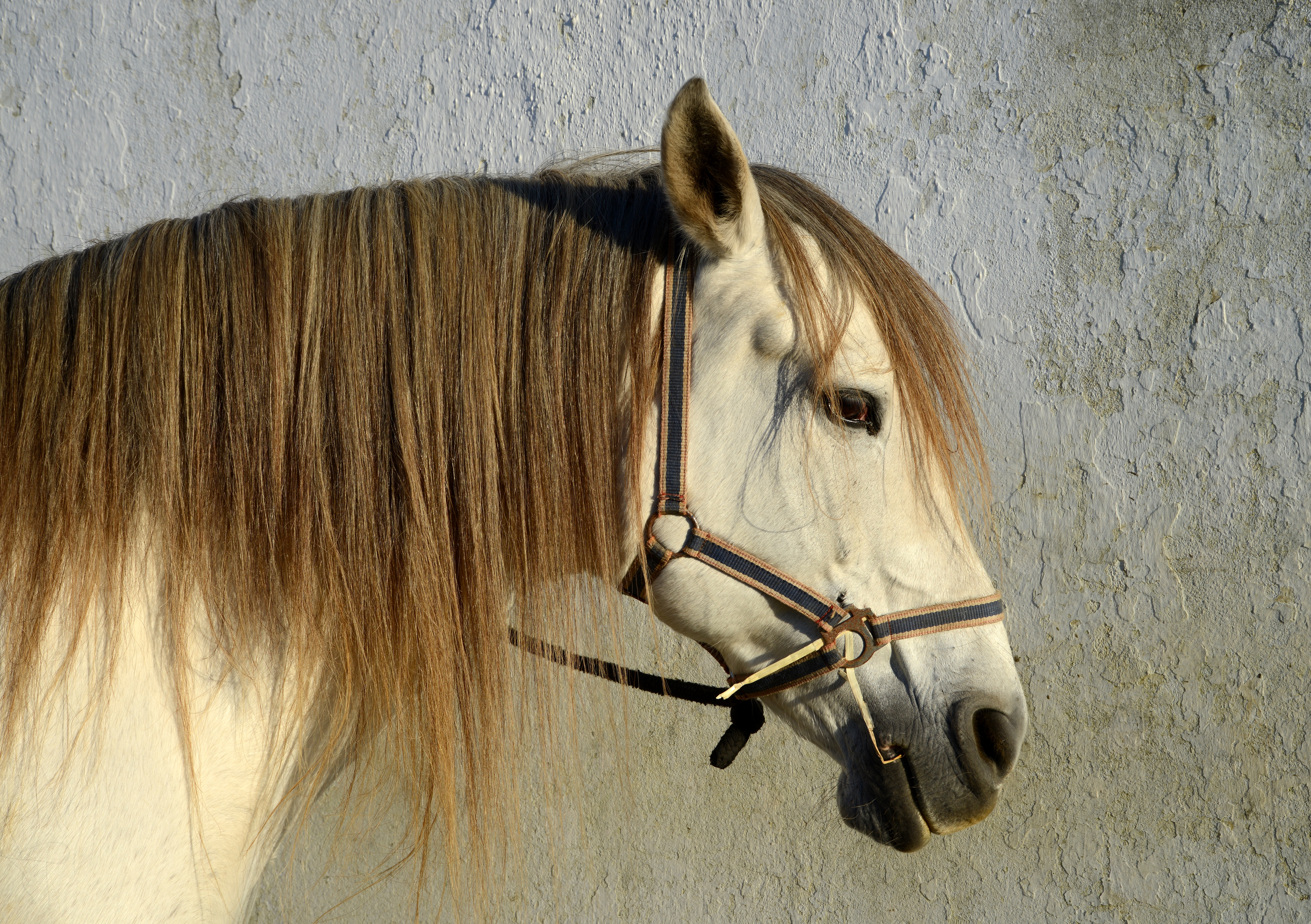 Horses · meadow companions