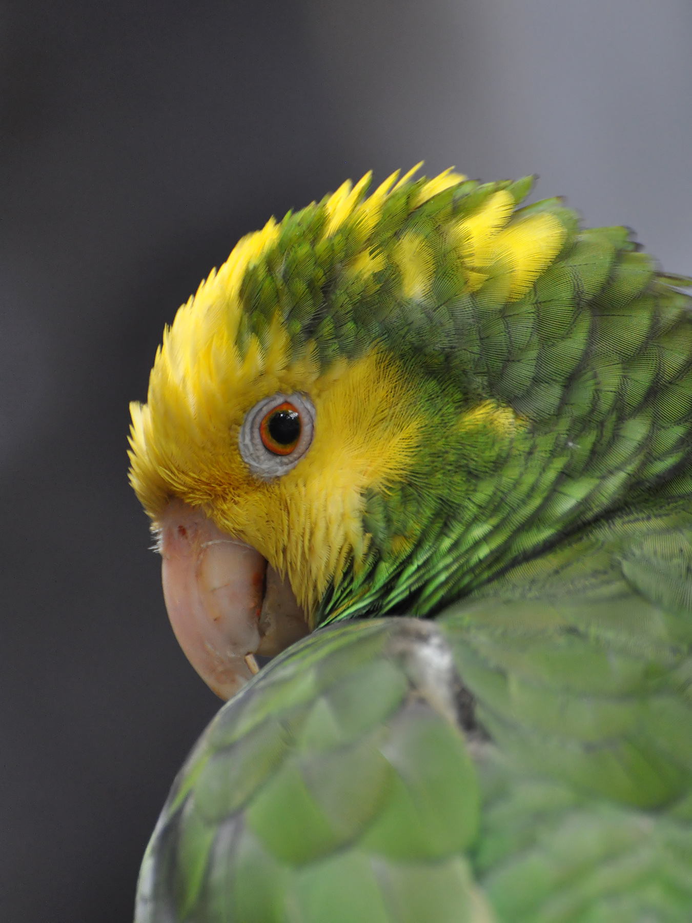 Parrots · feathered family